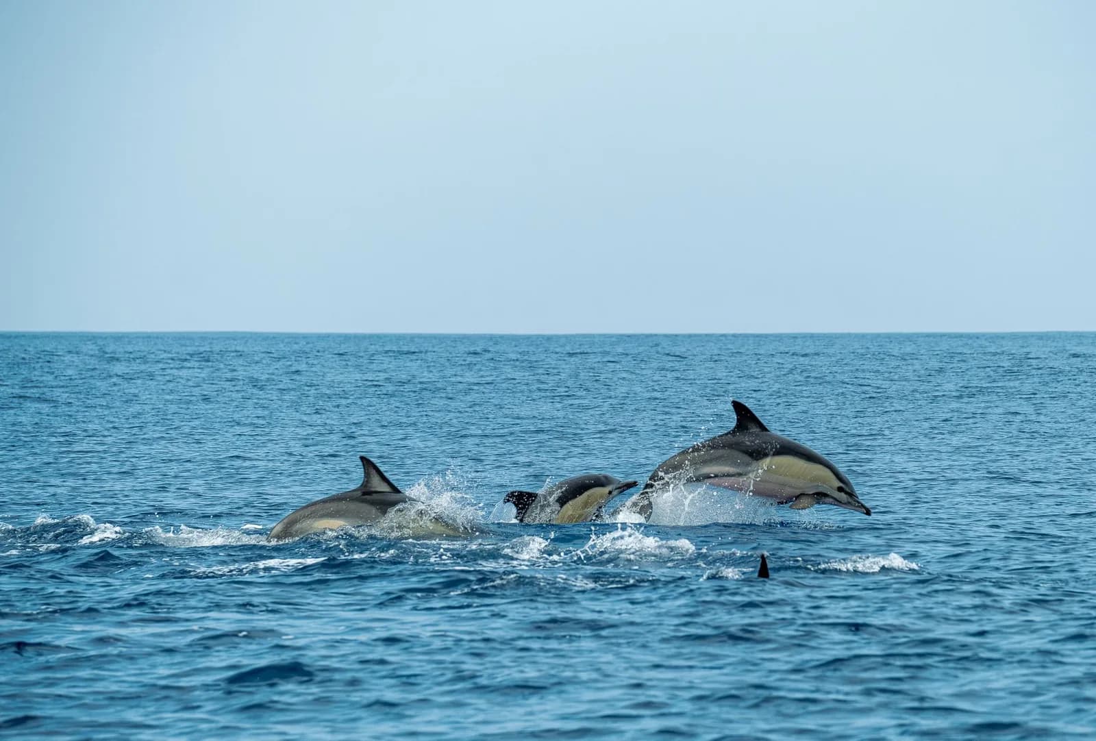 Groupe de dauphins communs bondissant en pleine mer dans l'océan Atlantique