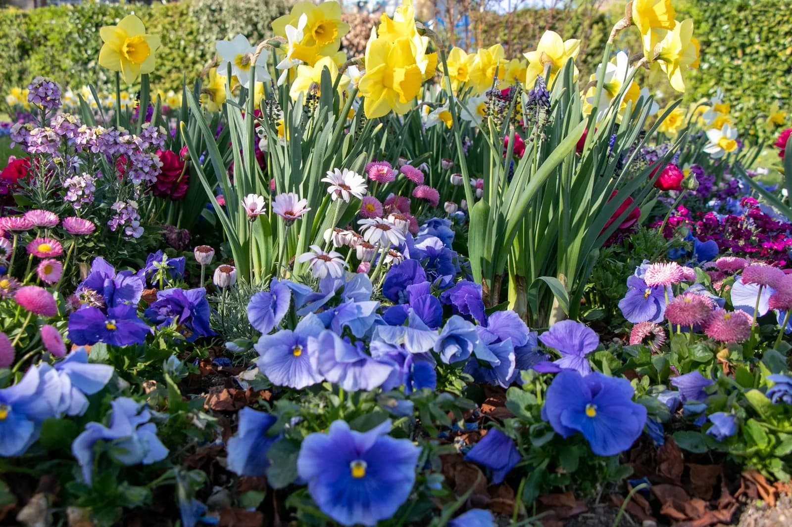 Massif de fleurs printanières colorées, jonquilles et pensées