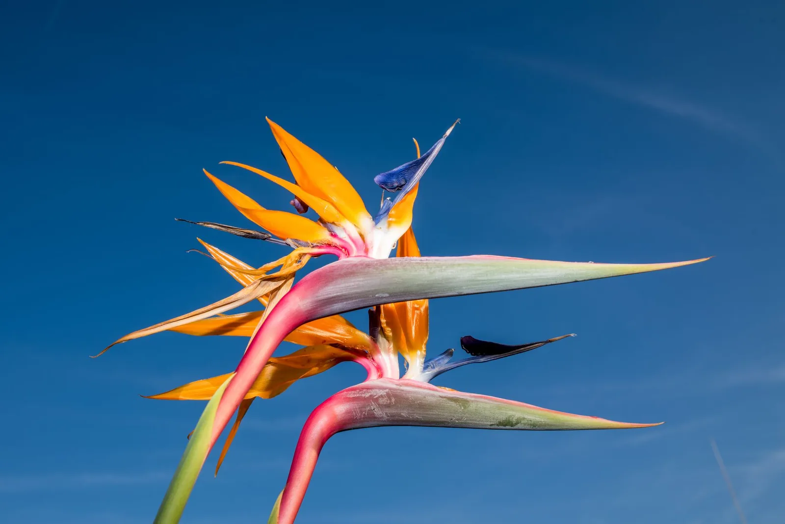 Strelitzia (fleur oiseau de paradis), emblématique de l'île aux fleurs