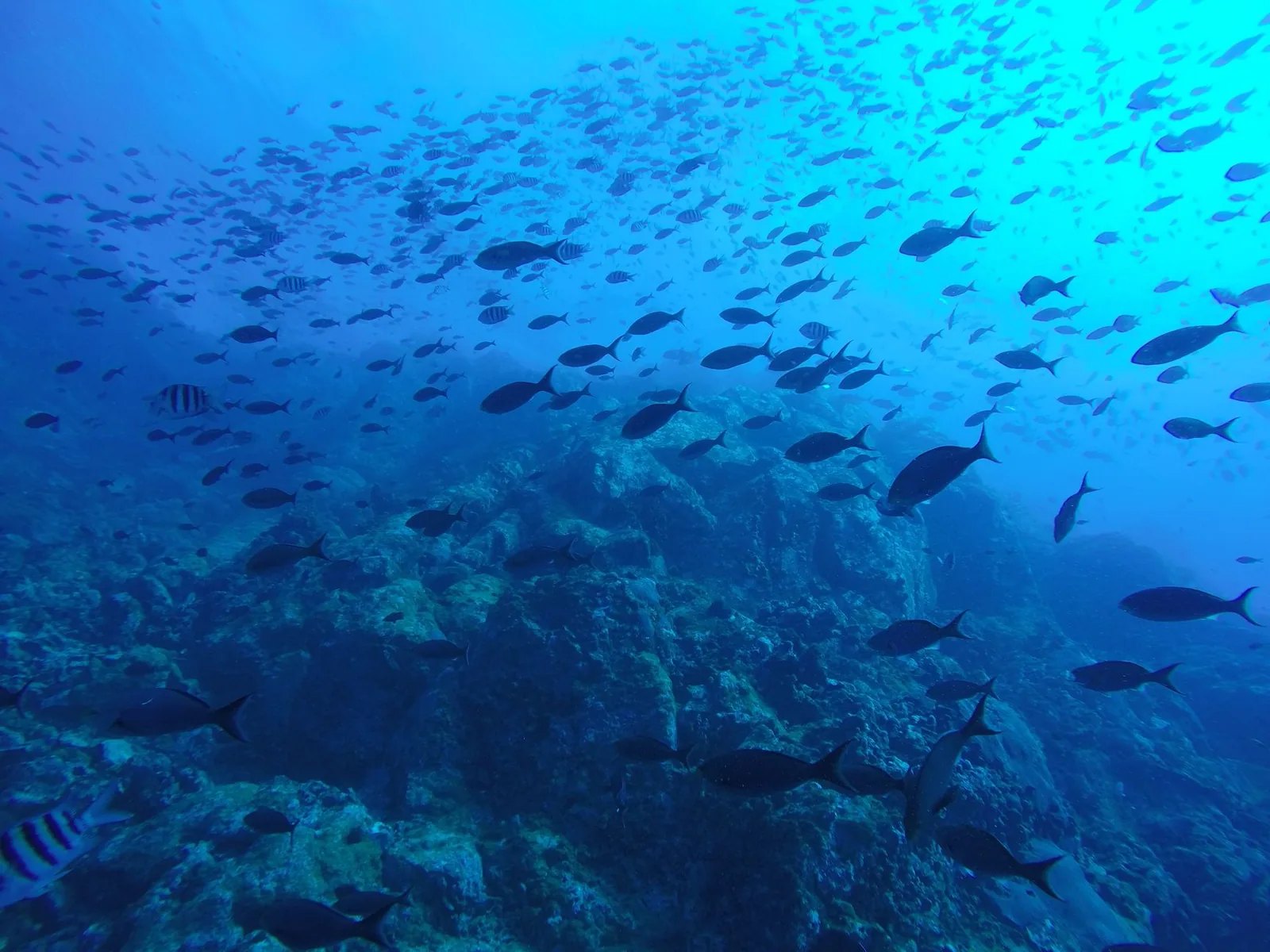 Banc de poissons au-dessus d'un tombant rocheux dans une eau bleue claire