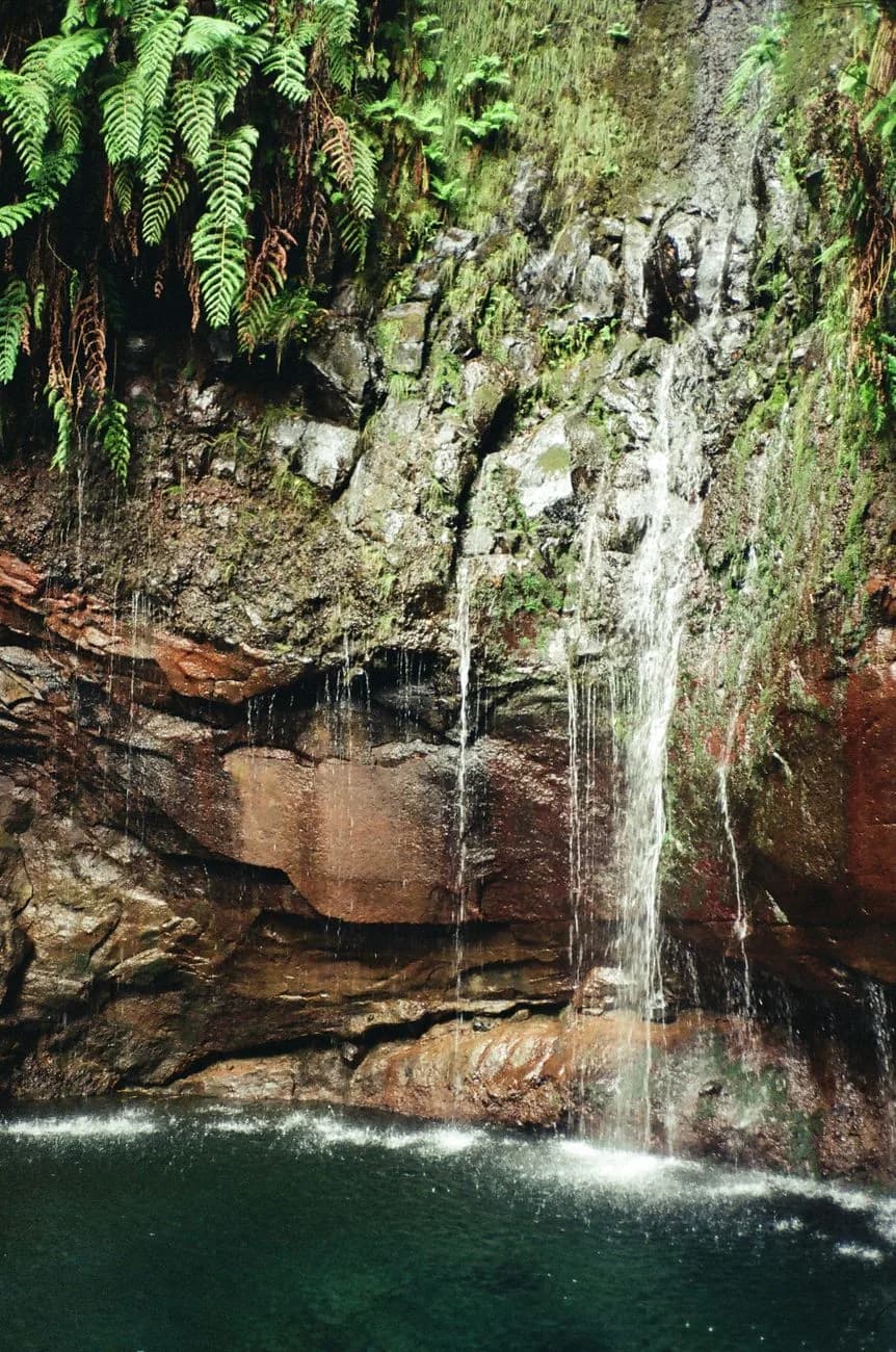 Paroi rocheuse couverte de fougères d'où suintent de multiples sources au cirque des 25 Fontes, Madère