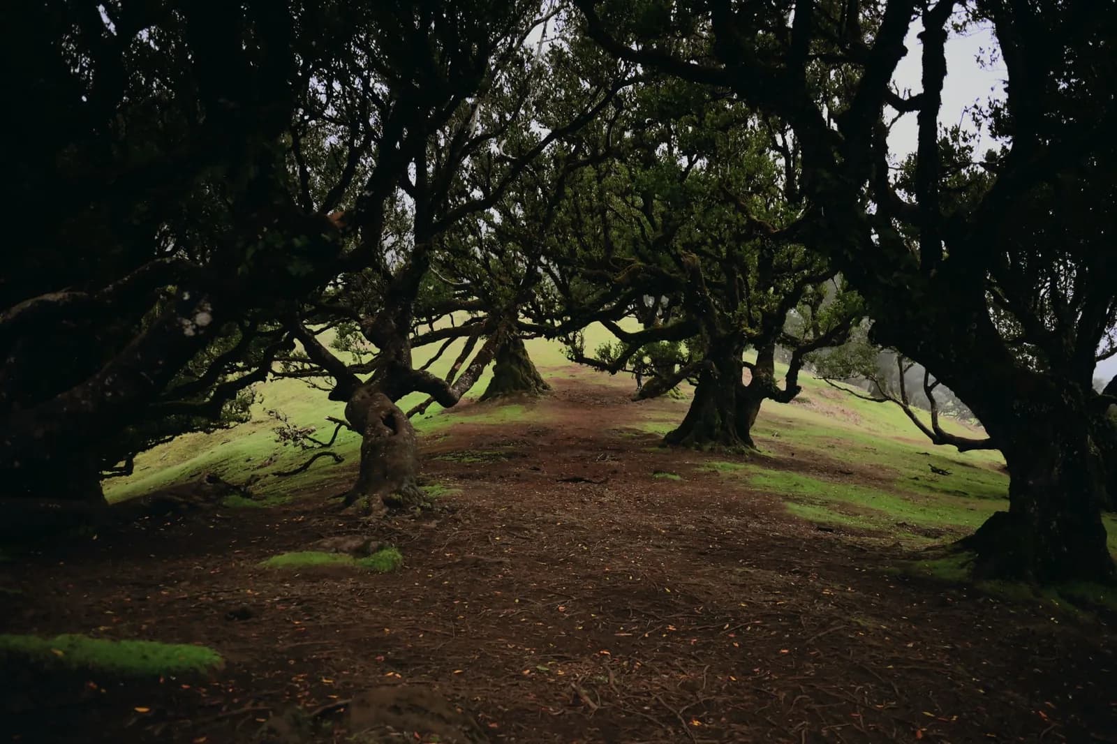 Forêt de lauriers (laurisilva) de Fanal, le nord vert et humide de Madère