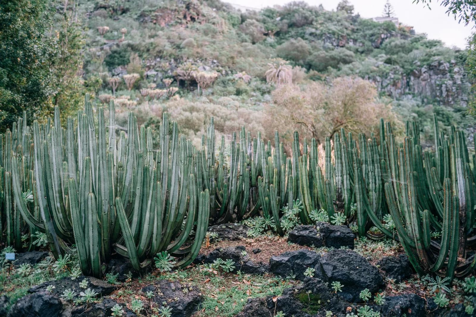 Secteur des cactées et plantes succulentes du jardin botanique de Funchal