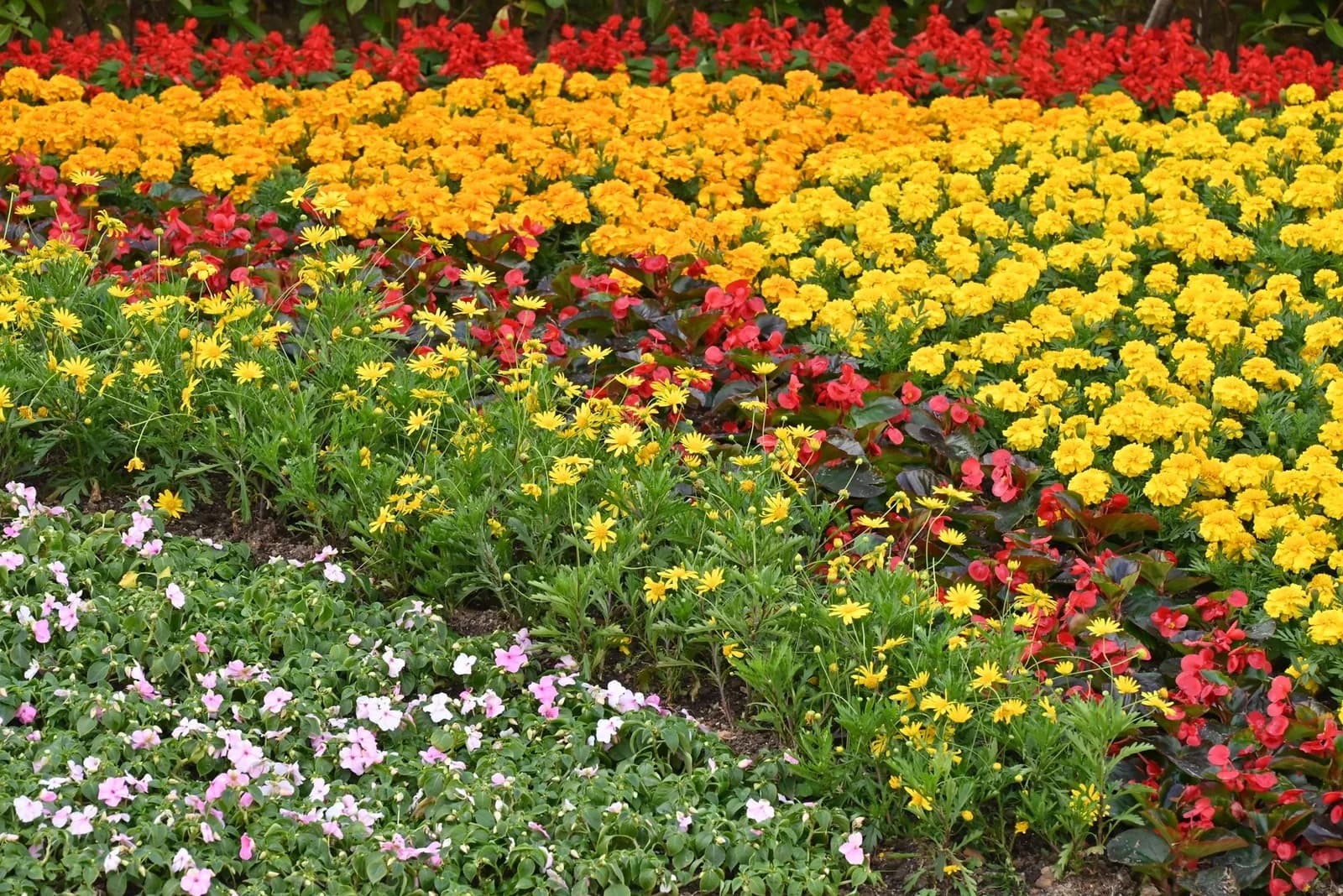 Massifs de fleurs colorées du jardin botanique de Funchal, l'île aux fleurs