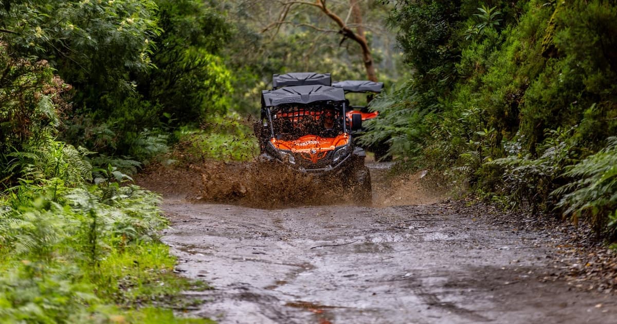 Buggy tout-terrain dans la forêt de Laurissilva