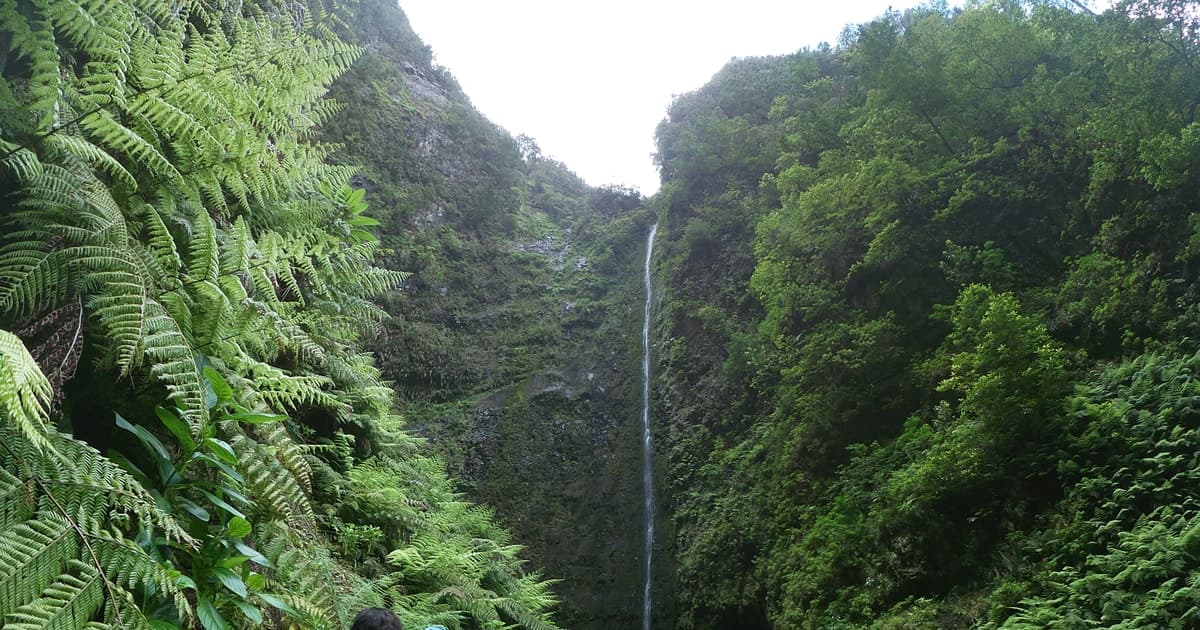 Tunnel de levada dans la forêt de Laurissilva
