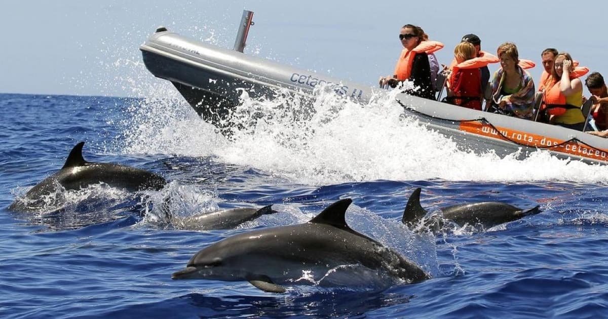 Baleines et dauphins : observation garantie